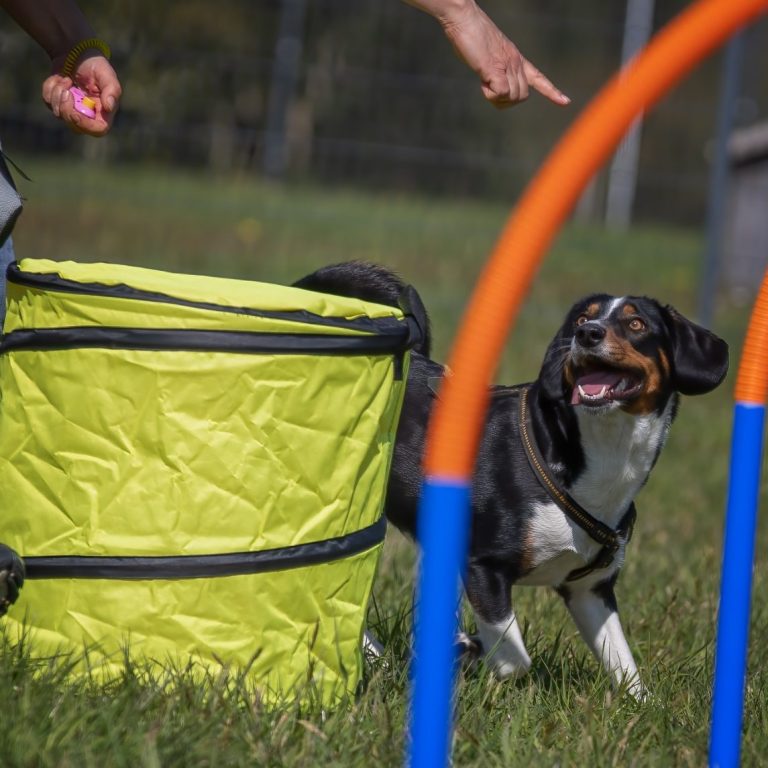 Lernspaziergang für Junghunde und Welpen